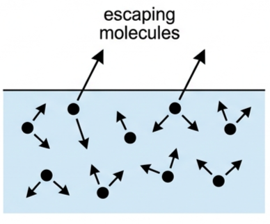 Molecules near a liquid surface, with the most energetic ones escaping upward into the gas phase while random motion continues below the surface