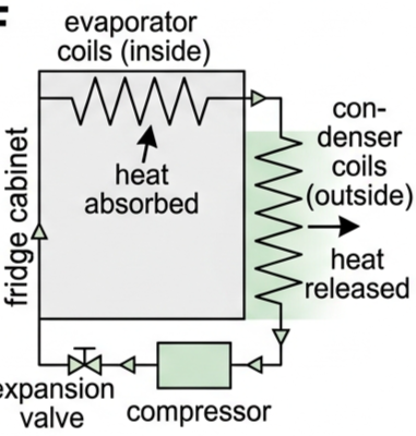 Refrigerator schematic showing compressor, condenser coils outside, expansion valve and evaporator coils inside, with arrows showing refrigerant flow and thermal energy transfer