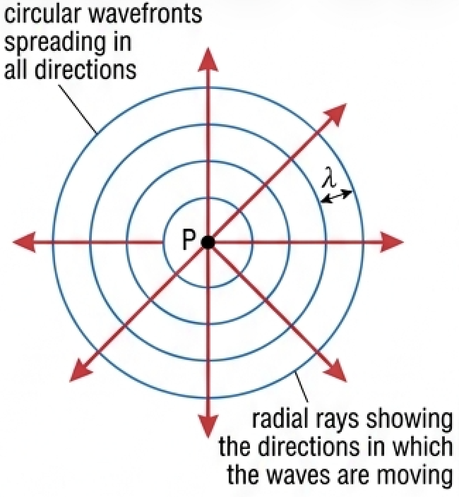 Circular wavefronts spreading from point P with radial rays and wavelength marked