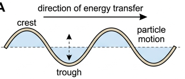 Transverse wave on a rope showing crests, troughs, and particles moving perpendicular to the direction of travel