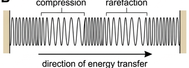 Longitudinal wave on a slinky spring showing compressions where coils bunch together and rarefactions where coils spread apart