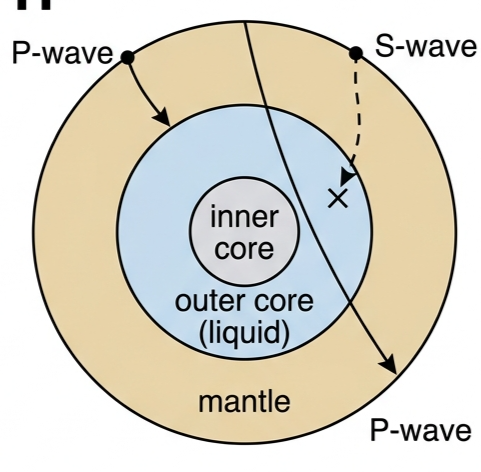 Cross-section of the Earth showing transverse S-waves blocked by the liquid outer core while longitudinal P-waves pass through it